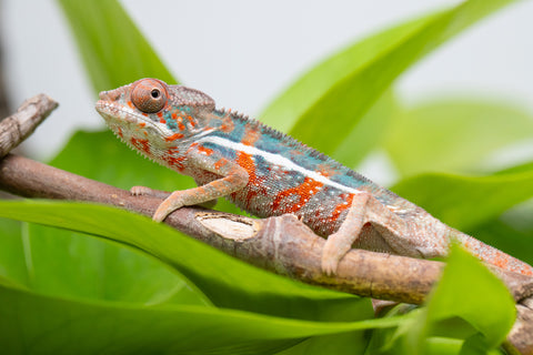 Ambilobe From "Famirapiratana" (AKA Brilliance) x "Ontany-fango" (AKA Question Mark) - Hatched March 2026 - Male #3