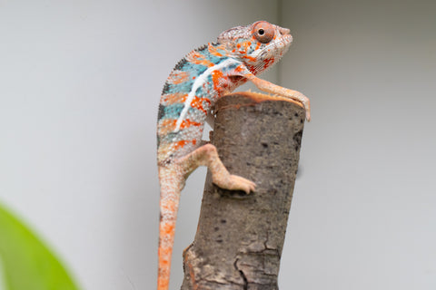 Ambilobe From "Famirapiratana" (AKA Brilliance) x "Ontany-fango" (AKA Question Mark) - Hatched March 2026 - Male #3