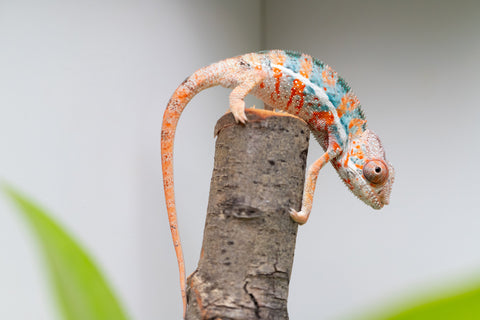 Ambilobe From "Famirapiratana" (AKA Brilliance) x "Ontany-fango" (AKA Question Mark) - Hatched March 2026 - Male #3