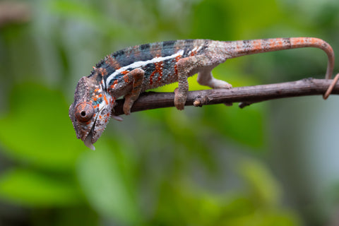 Ambilobe From "Famirapiratana" (AKA Brilliance) x "Ontany-fango" (AKA Question Mark) - Hatched March 2026 - Male #3