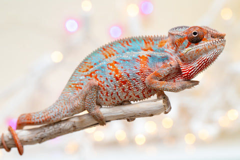 Holdbacks/Individuals: Ambilobe offspring from "Famirapiratana" (AKA Brilliance) x "Tontolo-zazakely" (AKA Total Babe) - Hatched October 2025 - Male #1