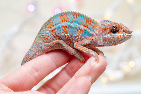 Holdbacks/Individuals: Ambilobe offspring from "Famirapiratana" (AKA Brilliance) x "Tontolo-zazakely" (AKA Total Babe) - Hatched October 2025 - Male #1