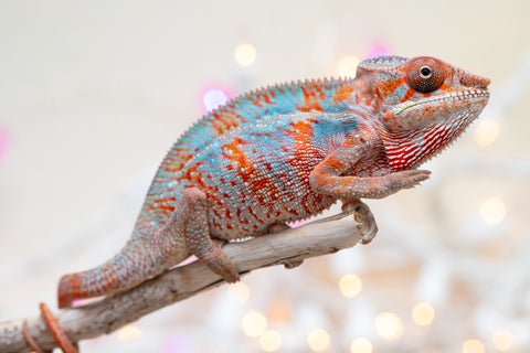 Holdbacks/Individuals: Ambilobe offspring from "Famirapiratana" (AKA Brilliance) x "Tontolo-zazakely" (AKA Total Babe) - Hatched October 2025 - Male #1