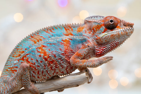 Holdbacks/Individuals: Ambilobe offspring from "Famirapiratana" (AKA Brilliance) x "Tontolo-zazakely" (AKA Total Babe) - Hatched October 2025 - Male #1