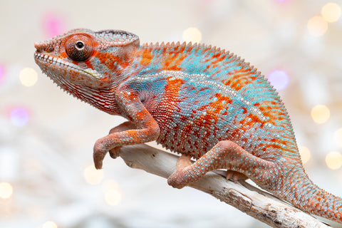 Holdbacks/Individuals: Ambilobe offspring from "Famirapiratana" (AKA Brilliance) x "Tontolo-zazakely" (AKA Total Babe) - Hatched October 2025 - Male #1