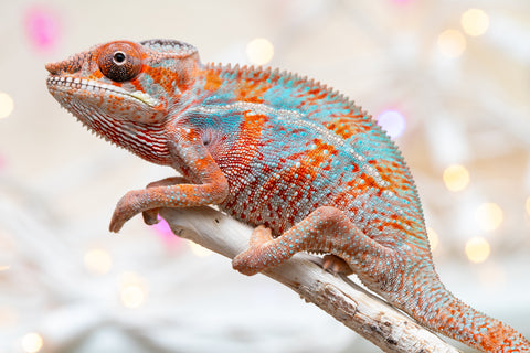 Holdbacks/Individuals: Ambilobe offspring from "Famirapiratana" (AKA Brilliance) x "Tontolo-zazakely" (AKA Total Babe) - Hatched October 2025 - Male #1