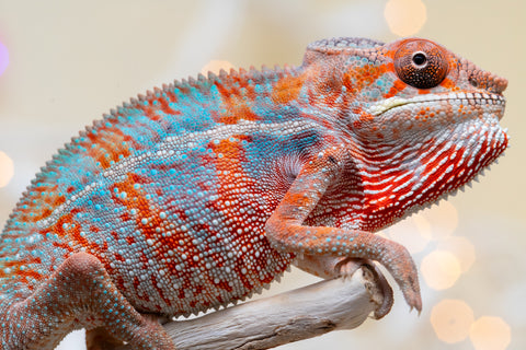 Holdbacks/Individuals: Ambilobe offspring from "Famirapiratana" (AKA Brilliance) x "Tontolo-zazakely" (AKA Total Babe) - Hatched October 2025 - Male #1