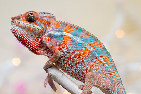 Holdbacks/Individuals: Ambilobe offspring from "Famirapiratana" (AKA Brilliance) x "Tontolo-zazakely" (AKA Total Babe) - Hatched October 2025 - Male #1