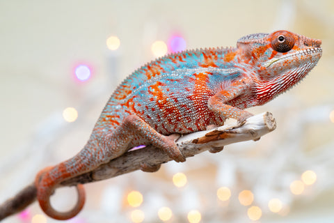 Holdbacks/Individuals: Ambilobe offspring from "Famirapiratana" (AKA Brilliance) x "Tontolo-zazakely" (AKA Total Babe) - Hatched October 2025 - Male #1