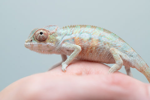 Holdbacks/Individuals - Ambilobe offspring from "Fampoehana-ambony" (AKA Buckle Up) x "Fahavaratra" (AKA Summer) - Hatched Jan 25' - Male #1