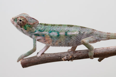 Holdbacks/Individuals - Ambilobe offspring from "Fampoehana-ambony" (AKA Buckle Up) x "Fahavaratra" (AKA Summer) - Hatched Jan 25' - Male #1