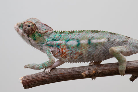 Holdbacks/Individuals - Ambilobe offspring from "Fampoehana-ambony" (AKA Buckle Up) x "Fahavaratra" (AKA Summer) - Hatched Jan 25' - Male #1