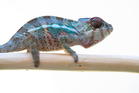 Holdbacks/Individuals: Ambilobe offspring from "Fampoehana-ambony" (AKA Buckle Up!) x "Ony" (AKA Brook) - Hatched Feb 2025 - Male #5