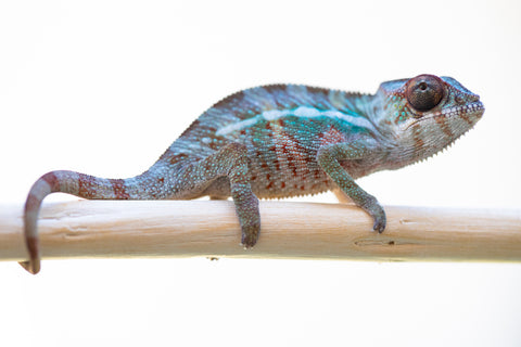 Holdbacks/Individuals: Ambilobe offspring from "Fampoehana-ambony" (AKA Buckle Up!) x "Ony" (AKA Brook) - Hatched Feb 2025 - Male #5