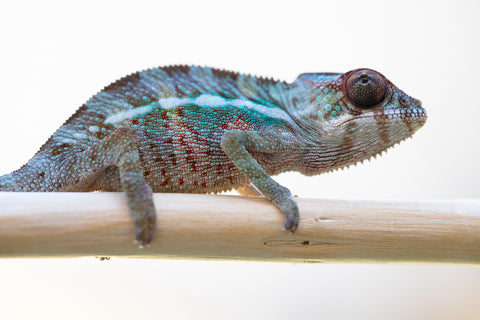 Holdbacks/Individuals: Ambilobe offspring from "Fampoehana-ambony" (AKA Buckle Up!) x "Ony" (AKA Brook) - Hatched Feb 2025 - Male #5