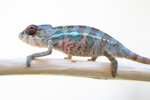 Holdbacks/Individuals: Ambilobe offspring from "Fampoehana-ambony" (AKA Buckle Up!) x "Ony" (AKA Brook) - Hatched Feb 2025 - Male #5