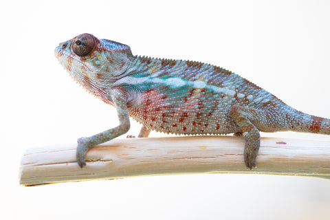 Holdbacks/Individuals: Ambilobe offspring from "Fampoehana-ambony" (AKA Buckle Up!) x "Ony" (AKA Brook) - Hatched Feb 2025 - Male #5