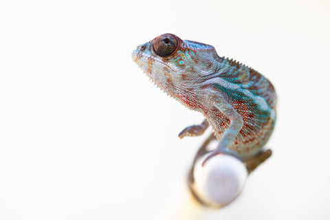 Holdbacks/Individuals: Ambilobe offspring from "Fampoehana-ambony" (AKA Buckle Up!) x "Ony" (AKA Brook) - Hatched Feb 2025 - Male #5