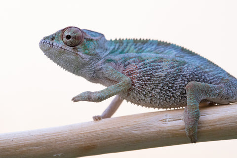 Holdbacks/Individuals: Ambilobe offspring from "Fampoehana-ambony" (AKA Buckle Up!) x "Ony" (AKA Brook) - Hatched Dec 24' - Male #1