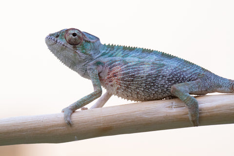 Holdbacks/Individuals: Ambilobe offspring from "Fampoehana-ambony" (AKA Buckle Up!) x "Ony" (AKA Brook) - Hatched Dec 24' - Male #1