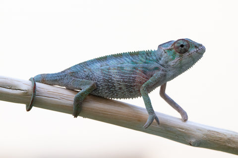 Holdbacks/Individuals: Ambilobe offspring from "Fampoehana-ambony" (AKA Buckle Up!) x "Ony" (AKA Brook) - Hatched Dec 24' - Male #1