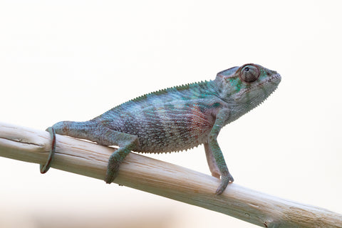 Holdbacks/Individuals: Ambilobe offspring from "Fampoehana-ambony" (AKA Buckle Up!) x "Ony" (AKA Brook) - Hatched Dec 24' - Male #1