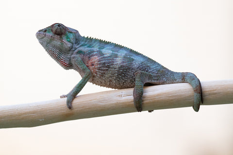 Holdbacks/Individuals: Ambilobe offspring from "Fampoehana-ambony" (AKA Buckle Up!) x "Ony" (AKA Brook) - Hatched Dec 24' - Male #1