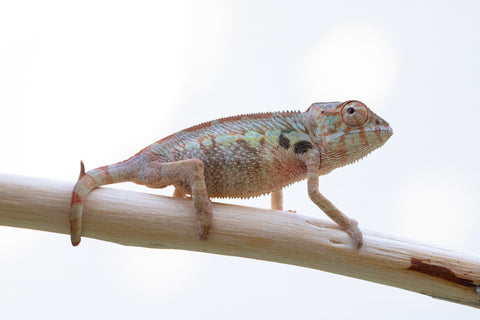 Holdbacks/Individuals: Ambilobe offspring from "Fanaperana" (AKA Pristine) x "Ony" (AKA Brook) - Hatched Oct 24' - Female #1