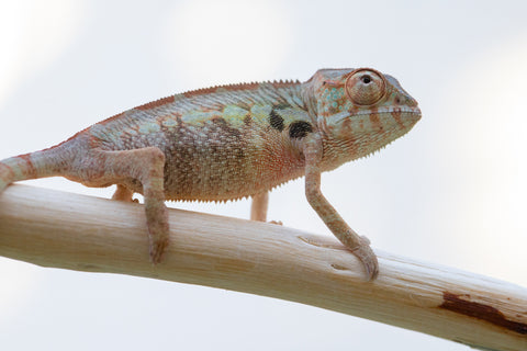 Holdbacks/Individuals: Ambilobe offspring from "Fanaperana" (AKA Pristine) x "Ony" (AKA Brook) - Hatched Oct 24' - Female #1