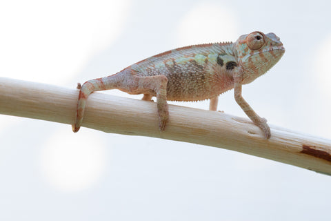 Holdbacks/Individuals: Ambilobe offspring from "Fanaperana" (AKA Pristine) x "Ony" (AKA Brook) - Hatched Oct 24' - Female #1