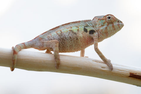 Holdbacks/Individuals: Ambilobe offspring from "Fanaperana" (AKA Pristine) x "Ony" (AKA Brook) - Hatched Oct 24' - Female #1