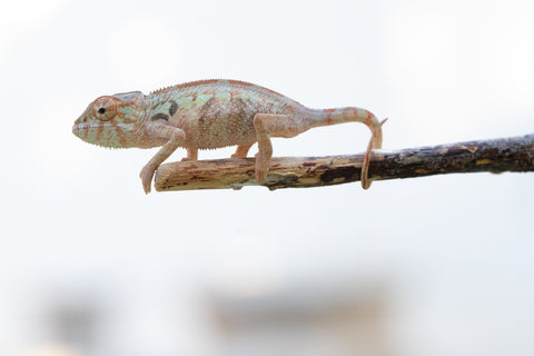 Holdbacks/Individuals: Ambilobe offspring from "Fanaperana" (AKA Pristine) x "Ony" (AKA Brook) - Hatched Oct 24' - Female #1