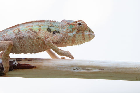 Holdbacks/Individuals: Ambilobe offspring from "Fanaperana" (AKA Pristine) x "Ony" (AKA Brook) - Hatched Oct 24' - Female #1