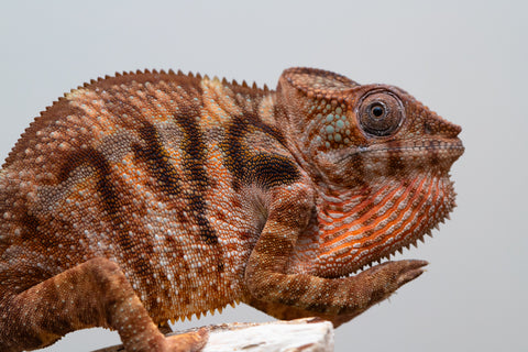 Holdbacks/Individuals: Ambilobe offspring from "Fanaperana" (AKA Pristine) x "Ony" (AKA Brook) - Hatched Oct 24' - Female #3