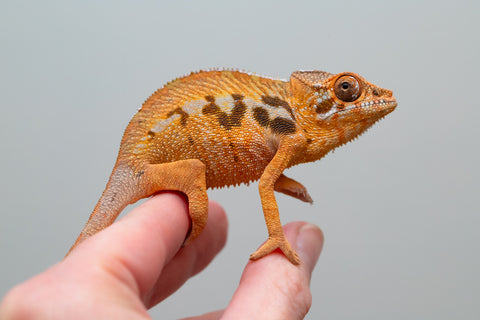 Holdbacks/Individuals: Ambilobe offspring from "Fanaperana" (AKA Pristine) x "Ony" (AKA Brook) - Hatched Oct 24' - Female #4