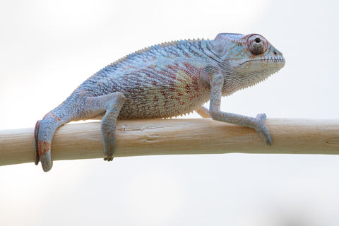 Holdbacks/Individuals: Ambilobe offspring from "Fanaperana" (AKA Pristine) x "Ony" (AKA Brook) - Hatched Oct 24' - Male #1