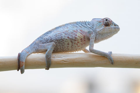 Holdbacks/Individuals: Ambilobe offspring from "Fanaperana" (AKA Pristine) x "Ony" (AKA Brook) - Hatched Oct 24' - Male #1