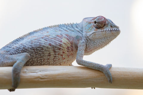 Holdbacks/Individuals: Ambilobe offspring from "Fanaperana" (AKA Pristine) x "Ony" (AKA Brook) - Hatched Oct 24' - Male #1