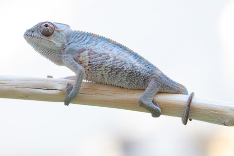 Holdbacks/Individuals: Ambilobe offspring from "Fanaperana" (AKA Pristine) x "Ony" (AKA Brook) - Hatched Oct 24' - Male #1