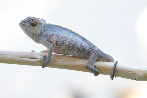 Holdbacks/Individuals: Ambilobe offspring from "Fanaperana" (AKA Pristine) x "Ony" (AKA Brook) - Hatched Oct 24' - Male #1