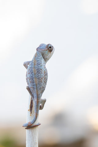 Holdbacks/Individuals: Ambilobe offspring from "Fanaperana" (AKA Pristine) x "Ony" (AKA Brook) - Hatched Oct 24' - Male #1