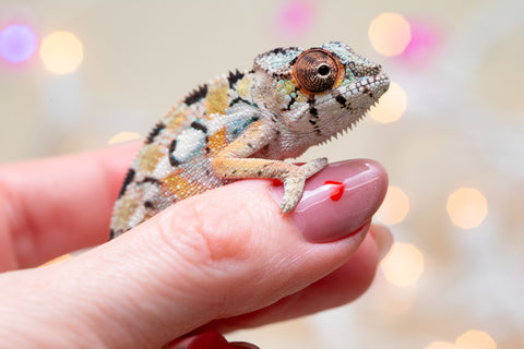 Holdbacks/Individuals: Ambilobe group from "Fanaperana" (AKA Pristine) x "Raozy-rano" (AKA Rose Water) - Hatched Nov - Dec 2025 - Male #1