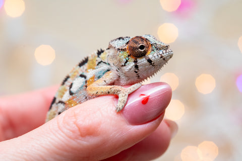 Holdbacks/Individuals: Ambilobe group from "Fanaperana" (AKA Pristine) x "Raozy-rano" (AKA Rose Water) - Hatched Nov - Dec 2025 - Male #1