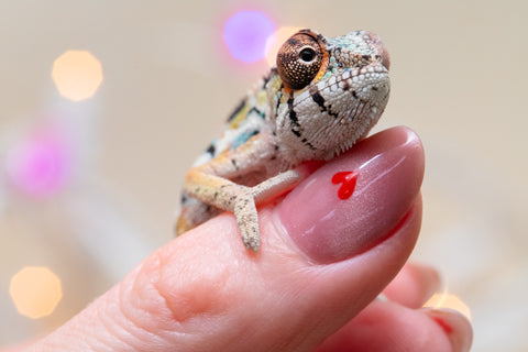 Holdbacks/Individuals: Ambilobe group from "Fanaperana" (AKA Pristine) x "Raozy-rano" (AKA Rose Water) - Hatched Nov - Dec 2025 - Male #1