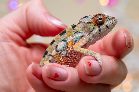 Holdbacks/Individuals: Ambilobe group from "Fanaperana" (AKA Pristine) x "Raozy-rano" (AKA Rose Water) - Hatched Nov - Dec 2025 - Male #1