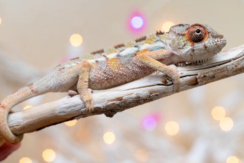 Holdbacks/Individuals: Ambilobe group from "Fanaperana" (AKA Pristine) x "Raozy-rano" (AKA Rose Water) - Hatched Nov - Dec 2025 - Male #1