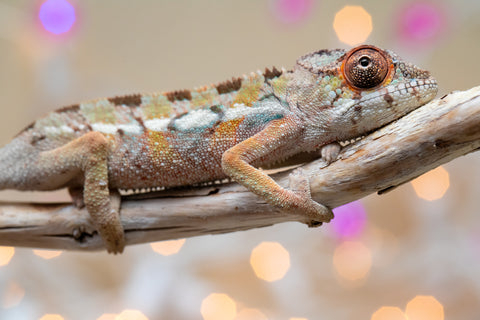 Holdbacks/Individuals: Ambilobe group from "Fanaperana" (AKA Pristine) x "Raozy-rano" (AKA Rose Water) - Hatched Nov - Dec 2025 - Male #1