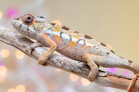 Holdbacks/Individuals: Ambilobe group from "Fanaperana" (AKA Pristine) x "Raozy-rano" (AKA Rose Water) - Hatched Nov - Dec 2025 - Male #1