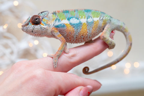 Holdbacks/Individuals: Last Ever Ambilobe offspring from "Fanaperana" (AKA Pristine) x "Raozy-rano" (AKA Rose Water) - Hatched Nov - Dec 2025 - Male #1