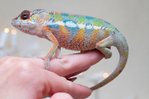 Holdbacks/Individuals: Last Ever Ambilobe offspring from "Fanaperana" (AKA Pristine) x "Raozy-rano" (AKA Rose Water) - Hatched Nov - Dec 2025 - Male #1